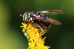 Spilomyia fusca