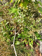 Micranthes petiolaris