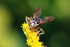 Spilomyia fusca