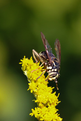 Spilomyia fusca