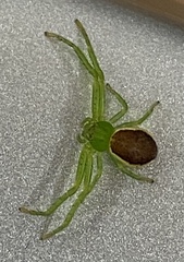 Diaea dorsata