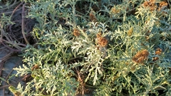 Ambrosia chamissonis