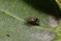 Phoridae