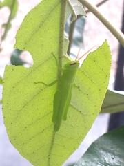 Oxya japonica