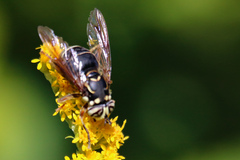 Spilomyia fusca