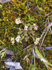 Cochlearia groenlandica