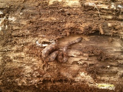 Leopard Dwarf Boa photo 5