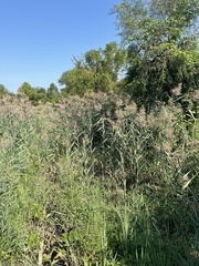Phragmites