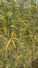 Salix interior
