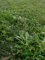 Capsella bursa-pastoris