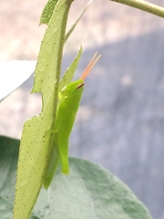 Oxya japonica