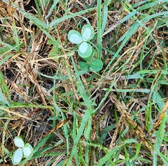 Porphyrosela minuta