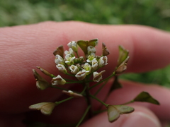 Capsella bursa-pastoris
