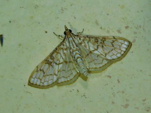 Sinomphisa junctilinealis