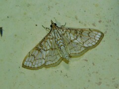 Sinomphisa junctilinealis