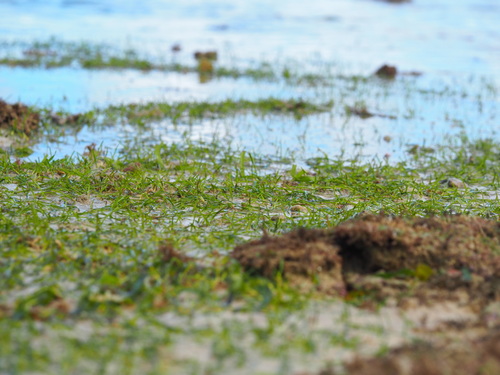 Image of Hierba Marina De Hoja Ancha (Halodule uninervis) by no rights reserved