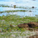Narrowleaf Seagrass - Photo no rights reserved, uploaded by 葉子