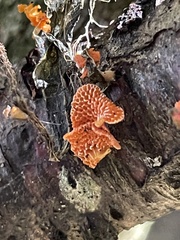 Favolaschia claudopus