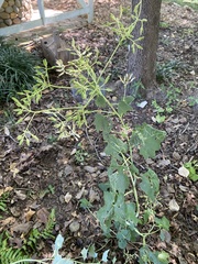 Arnoglossum atriplicifolium