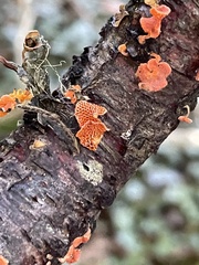 Favolaschia claudopus