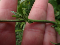 Capsella bursa-pastoris