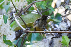 Pheugopedius rutilus