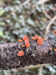 Favolaschia claudopus