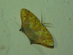 Epigynopteryx