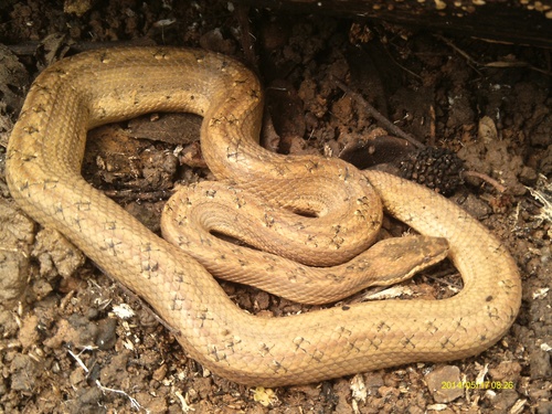 Giant Trope, Tropidophis melanurus