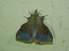 Leipoxais peraffinis