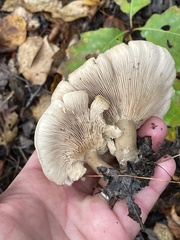 Lyophyllum decastes