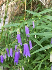 Campanula tommasiniana