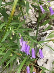 Campanula tommasiniana