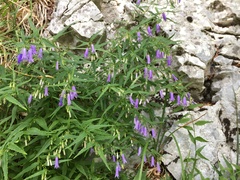 Campanula tommasiniana