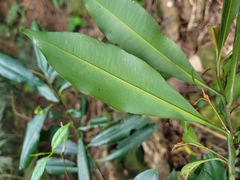 Ardisia quinquegona