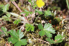 Potentilla argentea