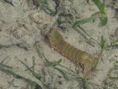 Gonodactylus chiragra