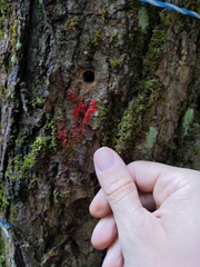 Tulasnella aurantiaca