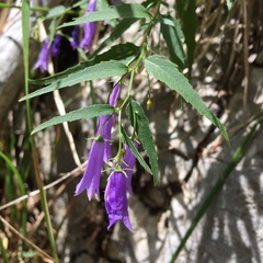 Campanula tommasiniana