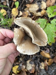 Lyophyllum decastes