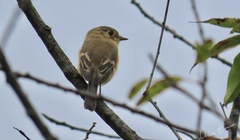 Empidonax fulvifrons