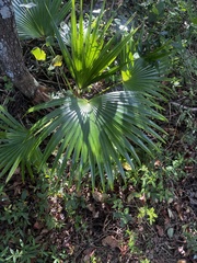Chamaerops humilis