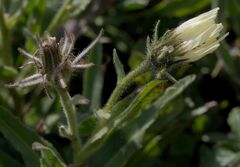 Schlagintweitia intybacea