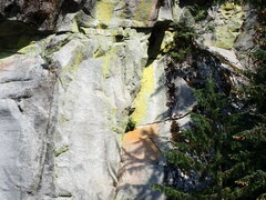 Chrysothrix chlorina