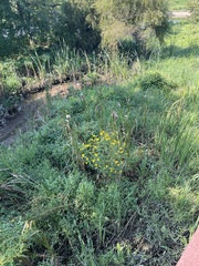 Pentanema britannica