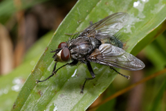 Calliphoridae