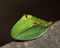 Prolimacodes badia