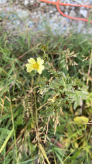 Potentilla recta