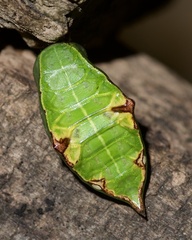 Prolimacodes badia