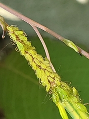 Macrosiphum impatientis